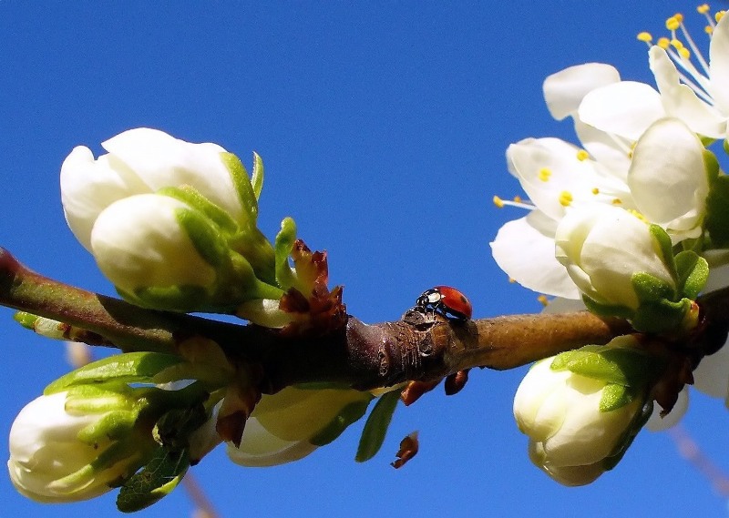 Frühling Frühling